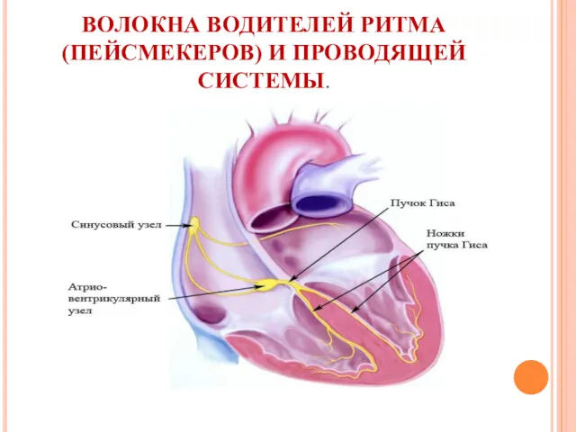 ВОЛОКНА ВОДИТЕЛЕЙ РИТМА (ПЕЙСМЕКЕРОВ) И ПРОВОДЯЩЕЙ СИСТЕМЫ.