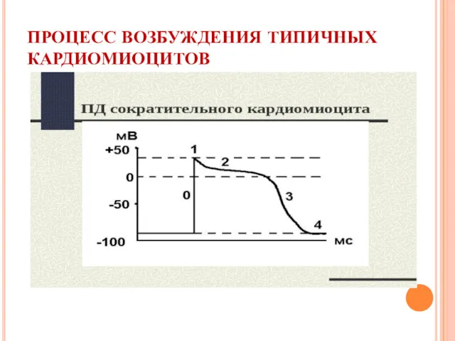 ПРОЦЕСС ВОЗБУЖДЕНИЯ ТИПИЧНЫХ КАРДИОМИОЦИТОВ