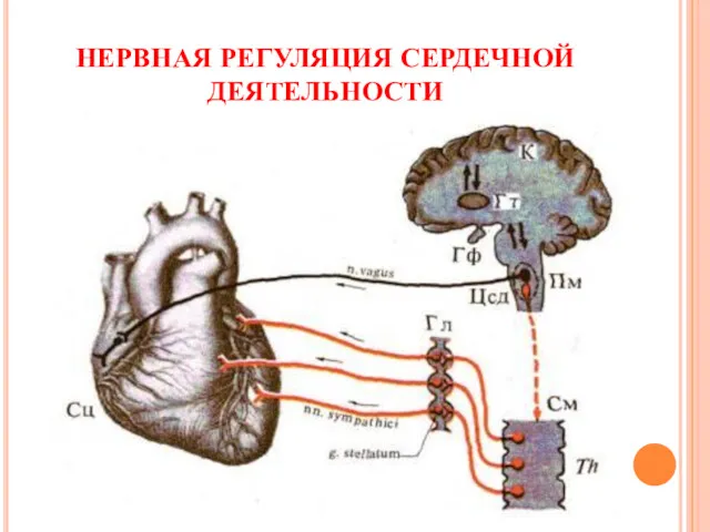 НЕРВНАЯ РЕГУЛЯЦИЯ СЕРДЕЧНОЙ ДЕЯТЕЛЬНОСТИ