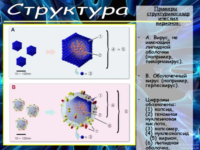 Структура Примеры структурикосаэдрических вирионов: А. Вирус, не имеющий липидной оболочки