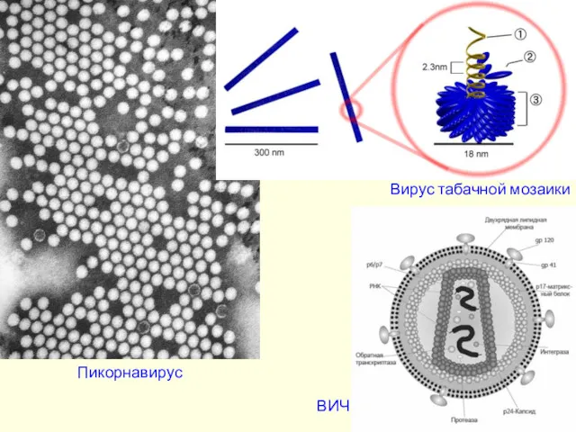 Пикорнавирус Вирус табачной мозаики ВИЧ