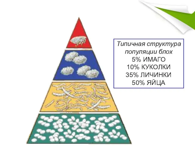 Типичная структура популяции блох 5% ИМАГО 10% КУКОЛКИ 35% ЛИЧИНКИ 50% ЯЙЦА