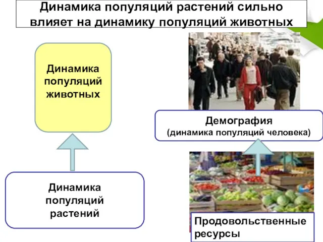 Динамика популяций растений сильно влияет на динамику популяций животных Динамика