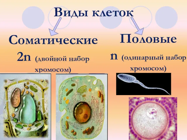 Виды клеток Соматические 2n (двойной набор хромосом) Половые n (одинарный набор хромосом)