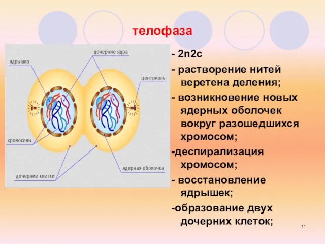 телофаза - 2n2c - растворение нитей веретена деления; - возникновение