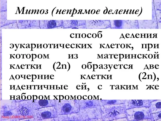 Митоз (непрямое деление) способ деления эукариотических клеток, при котором из