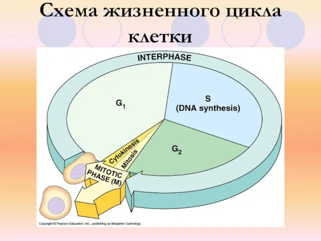 Схема жизненного цикла клетки