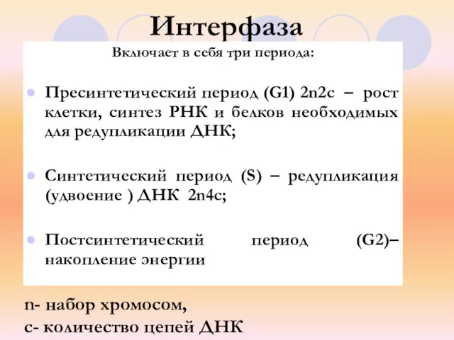 Интерфаза Включает в себя три периода: Пресинтетический период (G1) 2n2c