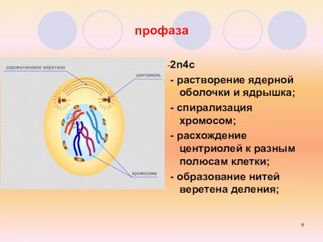 профаза -2n4c - растворение ядерной оболочки и ядрышка; - спирализация