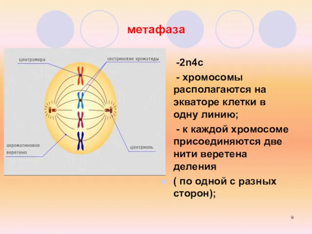 метафаза -2n4c - хромосомы располагаются на экваторе клетки в одну
