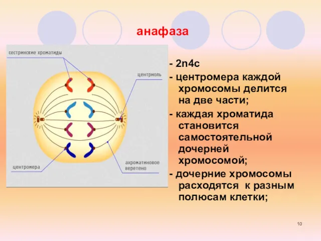 анафаза - 2n4c - центромера каждой хромосомы делится на две