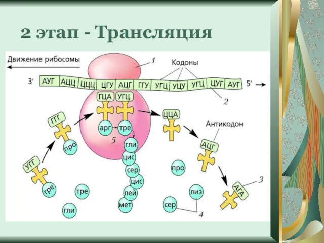 2 этап - Трансляция