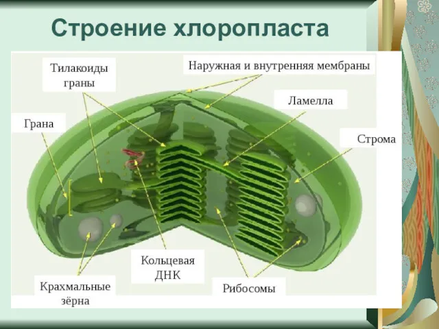 Строение хлоропласта