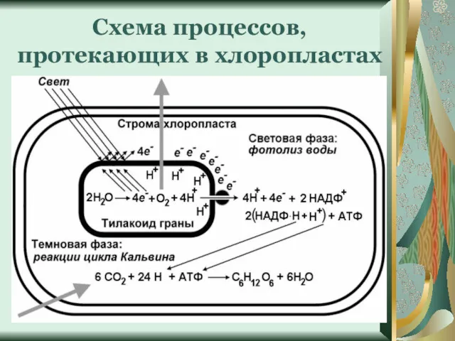 Схема процессов, протекающих в хлоропластах