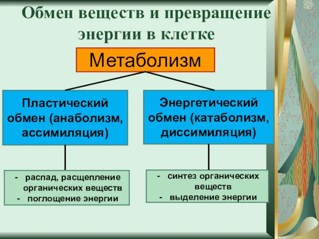 Обмен веществ и превращение энергии в клетке Метаболизм Пластический обмен