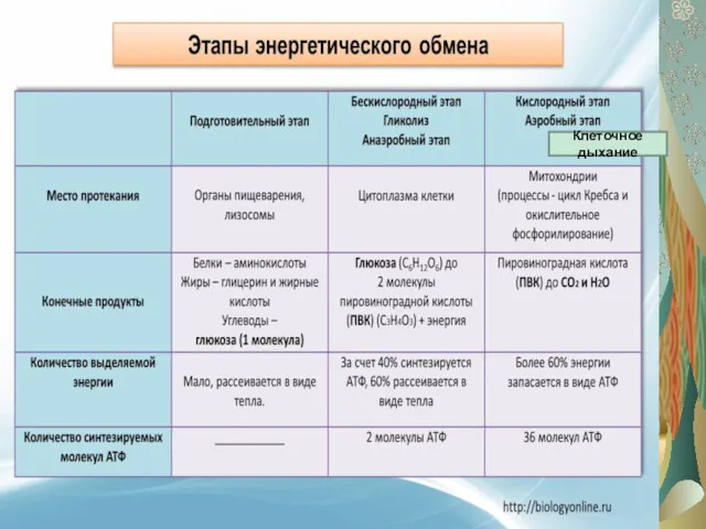 Клеточное дыхание