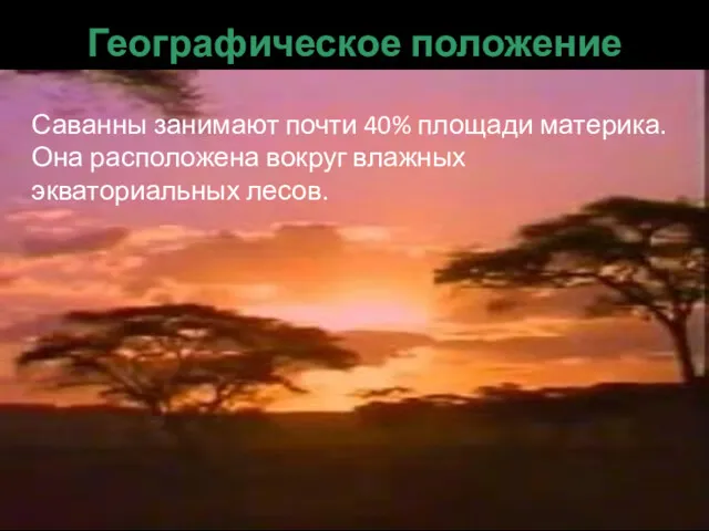 Географическое положение Саванны занимают почти 40% площади материка. Она расположена вокруг влажных экваториальных лесов.