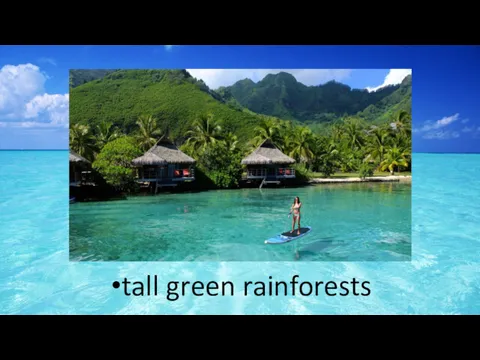 tall green rainforests