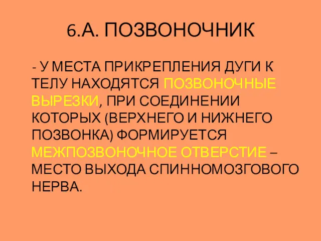 - У МЕСТА ПРИКРЕПЛЕНИЯ ДУГИ К ТЕЛУ НАХОДЯТСЯ ПОЗВОНОЧНЫЕ ВЫРЕЗКИ,