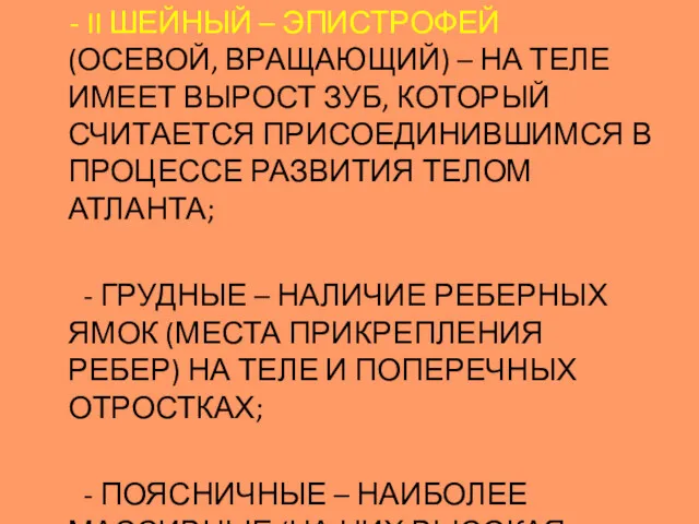 - II ШЕЙНЫЙ – ЭПИСТРОФЕЙ (ОСЕВОЙ, ВРАЩАЮЩИЙ) – НА ТЕЛЕ