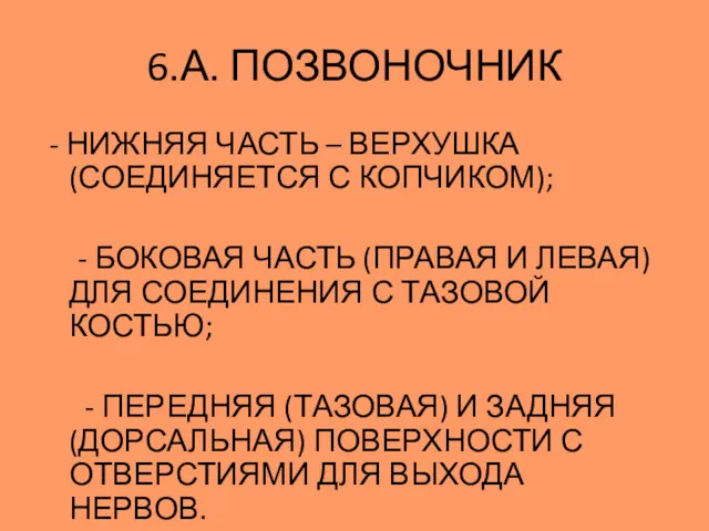 - НИЖНЯЯ ЧАСТЬ – ВЕРХУШКА (СОЕДИНЯЕТСЯ С КОПЧИКОМ); - БОКОВАЯ