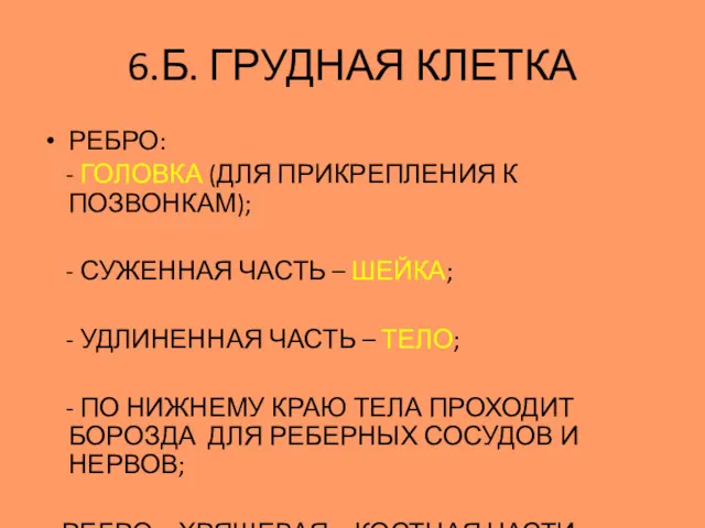 РЕБРО: - ГОЛОВКА (ДЛЯ ПРИКРЕПЛЕНИЯ К ПОЗВОНКАМ); - СУЖЕННАЯ ЧАСТЬ