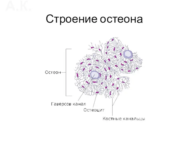 Строение остеона