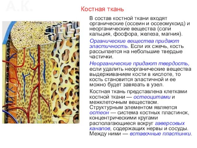 Костная ткань В состав костной ткани входят органические (оссеин и