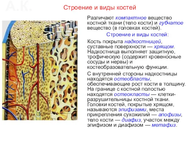 Строение и виды костей Различают компактное вещество костной ткани (тело