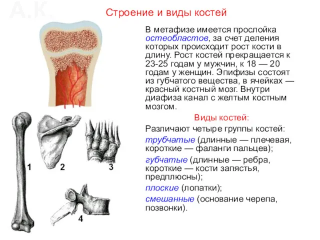 В метафизе имеется прослойка остеобластов, за счет деления которых происходит