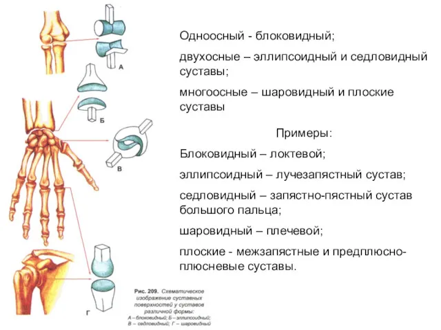 Примеры: Блоковидный – локтевой; эллипсоидный – лучезапястный сустав; седловидный –