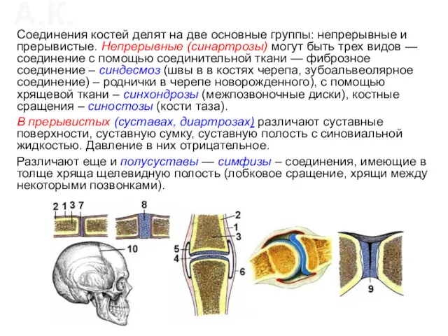 Соединения костей делят на две основные группы: непрерывные и прерывистые.