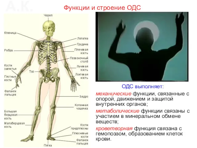 ОДС выполняет: механические функции, связанные с опорой, движением и защитой