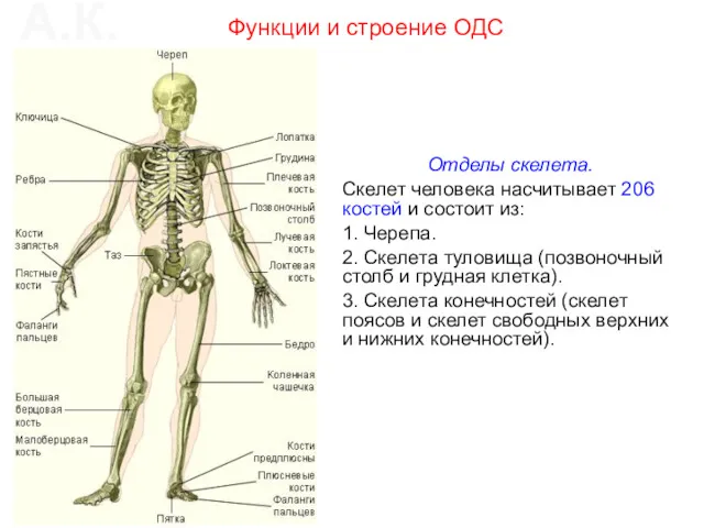 Отделы скелета. Скелет человека насчитывает 206 костей и состоит из: