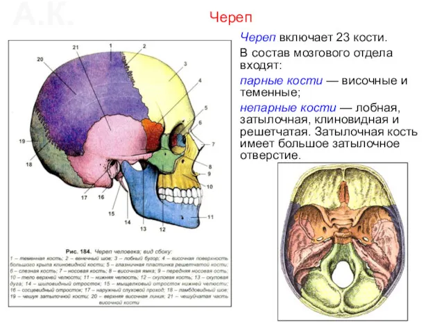 Череп включает 23 кости. В состав мозгового отдела входят: парные