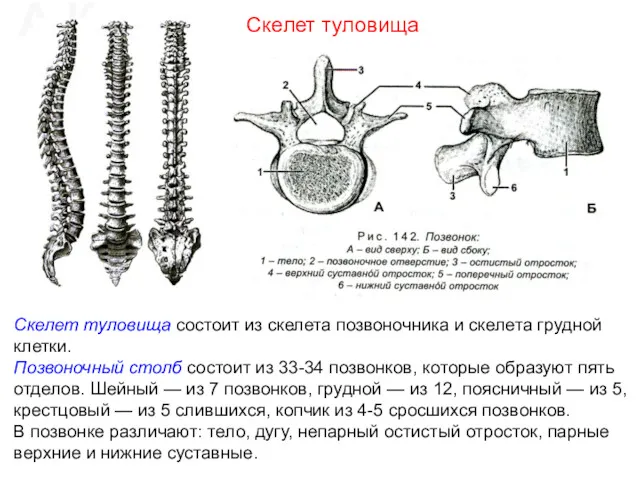 Скелет туловища состоит из скелета позвоночника и скелета грудной клетки.