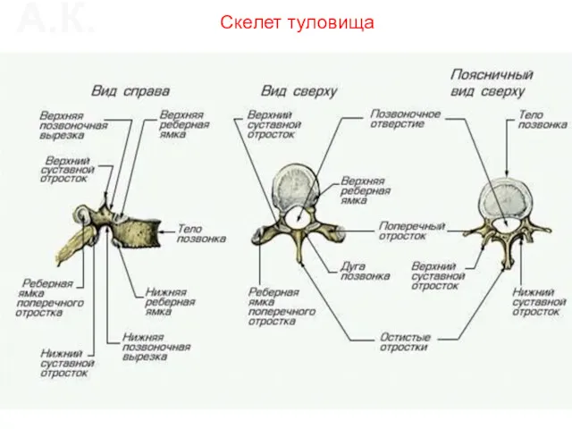 Скелет туловища