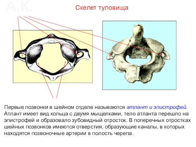 Первые позвонки в шейном отделе называются атлант и эпистрофей. Атлант