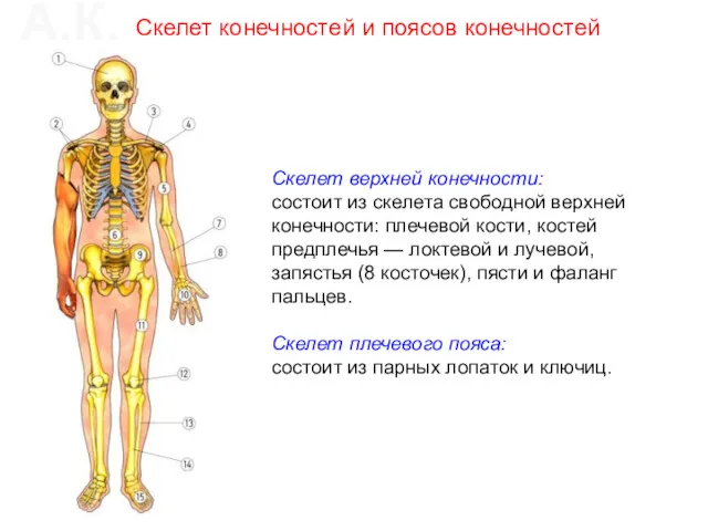 Скелет верхней конечности: состоит из скелета свободной верхней конечности: плечевой