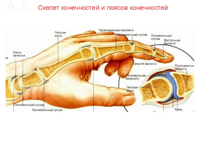 Скелет конечностей и поясов конечностей