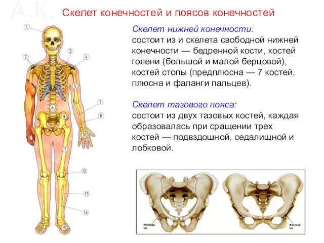 Скелет нижней конечности: состоит из и скелета свободной нижней конечности