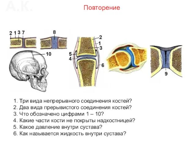 1. Три вида непрерывного соединения костей? 2. Два вида прерывистого