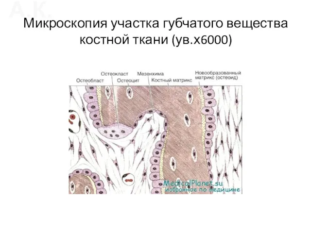 Микроскопия участка губчатого вещества костной ткани (ув.х6000)