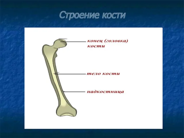 Строение кости