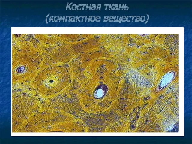 Костная ткань (компактное вещество)