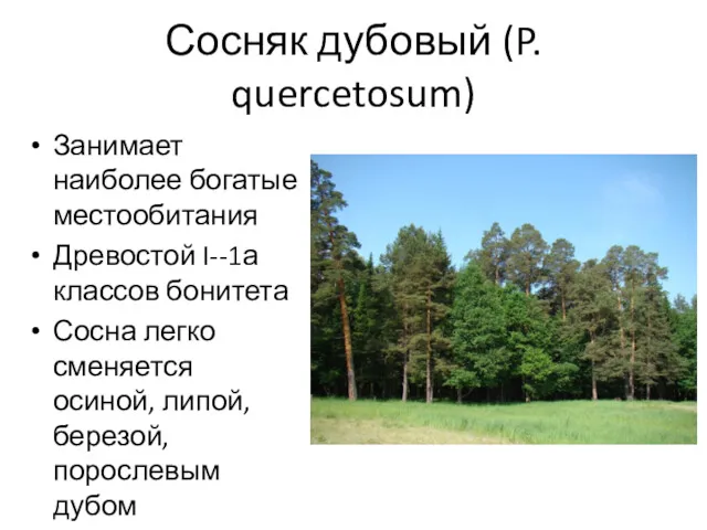 Сосняк дубовый (P. quercetosum) Занимает наиболее богатые местообитания Древостой I--1а классов бонитета Сосна