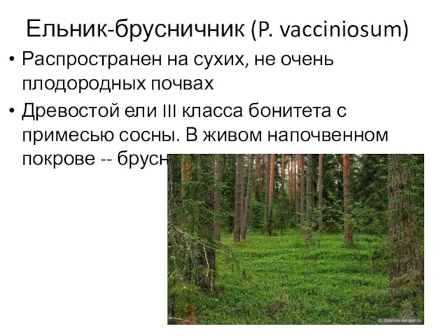 Ельник-брусничник (P. vacciniosum) Распространен на сухих, не очень плодородных почвах Древостой ели III