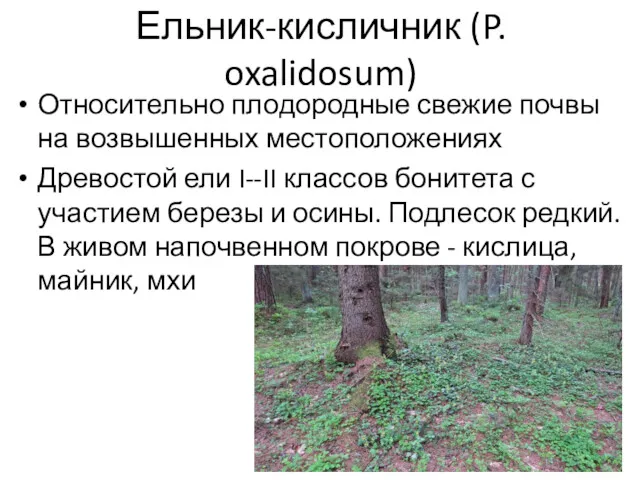 Ельник-кисличник (P. oxalidosum) Относительно плодородные свежие почвы на возвышенных местоположениях