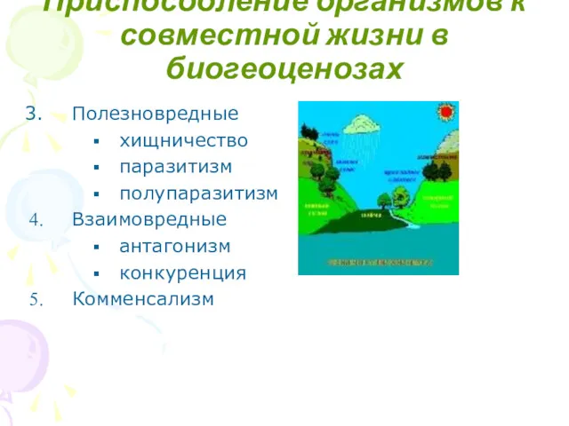 Приспособление организмов к совместной жизни в биогеоценозах Полезновредные хищничество паразитизм полупаразитизм Взаимовредные антагонизм конкуренция Комменсализм