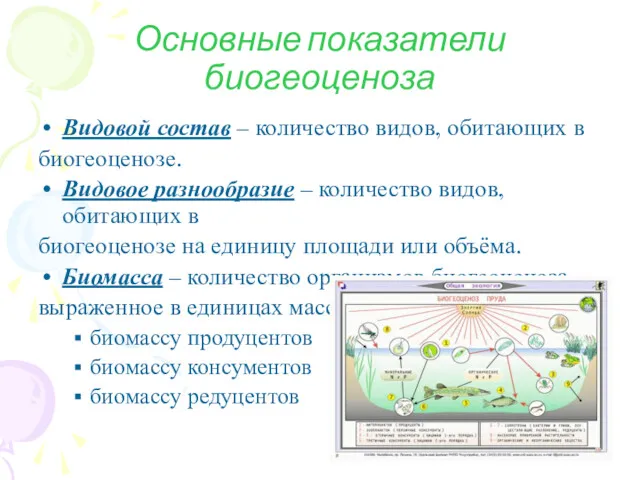 Основные показатели биогеоценоза Видовой состав – количество видов, обитающих в